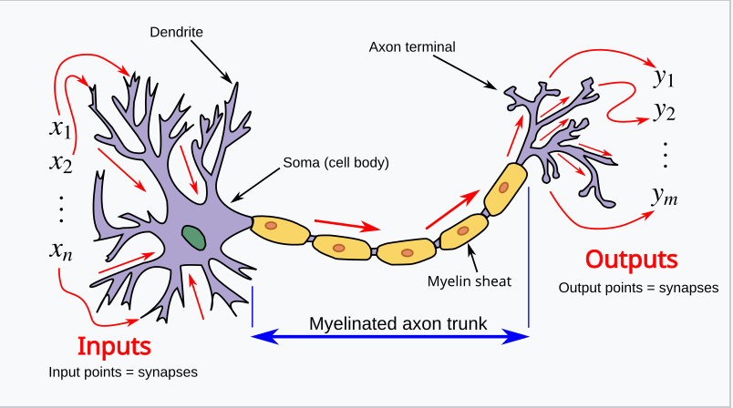 https://upload.wikimedia.org/wikipedia/commons/thumb/a/ac/Neuron3.svg/450px-Neuron3.svg.png